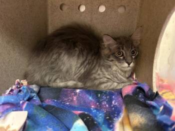 BONNIE -  Domestic Long Hair Cat for Adoption in Kent, Washington - BONNIE | PetCurious