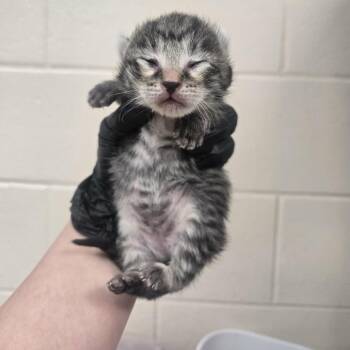 Monarch -  Domestic Short Hair Cat for Adoption in Reno, Nevada - Monarch | PetCurious