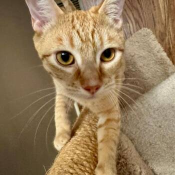Milo -  Domestic Short Hair Cat for Adoption in Vallejo, California - Milo | PetCurious