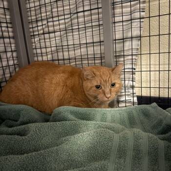 Jennifer -  Domestic Short Hair Cat for Adoption in Charlottesville, Virginia - Jennifer | PetCurious