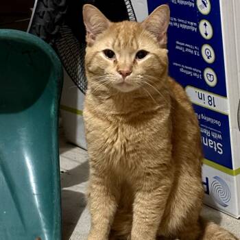 Chuck - orange cutie -  Domestic Short Hair Cat for Adoption in Carmel, Indiana - Chuck - Orange Cutie | PetCurious