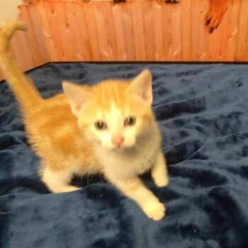 Rescue Domestic Medium Hair and Domestic Short Hair Cats for Adoption in Stanwood, Washington - Hexagon - Kitten | PetCurious