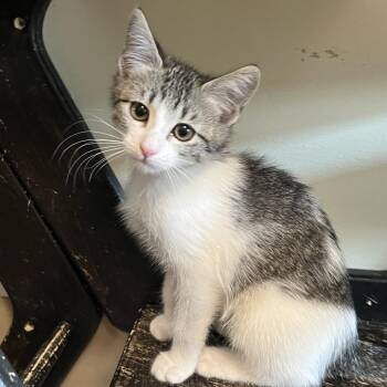 Sweet Pea -  Domestic Short Hair Cat Available for Adoption in Temecula, California - Sweet Pea | PetCurious
