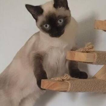 Rescue Domestic Short Hair Cats for Adoption in Oakville, Washington - Lily | PetCurious