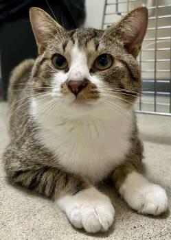 Tucker -  Tabby and Domestic Medium Hair Cat for Adoption in Sandusky, Michigan - Tucker | PetCurious
