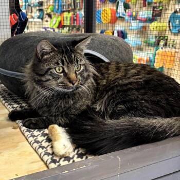 Domestic Medium Hair Cats Available for Adoption - Sylvester | PetCurious