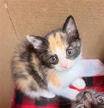 MINNIE -  Domestic Short Hair Cat for Adoption in Riverside, California - MINNIE | PetCurious