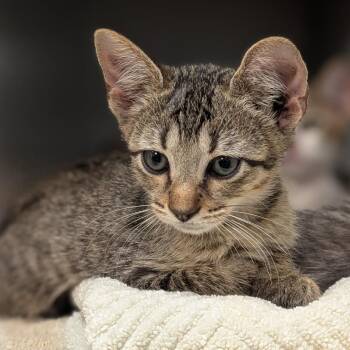 Kristoff -  Domestic Short Hair Cat for Adoption in Austin, Texas - Kristoff | PetCurious