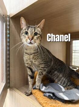 Rescue Domestic Short Hair Cats for Adoption in Bossier City, Louisiana - Chanel (Caxellia) | PetCurious