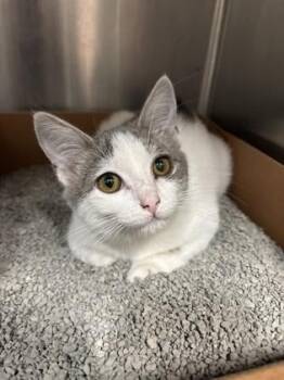 Domestic Short Hair Cats Available for Adoption - Susie | PetCurious