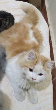 Persian Cats Available for Adoption in Wolcott, Connecticut - Laith | PetCurious