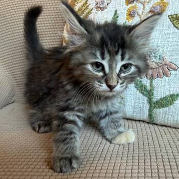 Domestic Long Hair Cats Available for Adoption in Lewisville, Texas - McKay | PetCurious