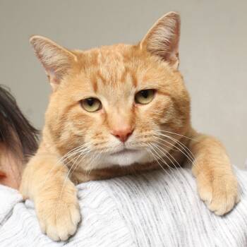 Rescue Domestic Short Hair Cats for Adoption in Minnetonka, Minnesota - Little Guy C66934 | PetCurious