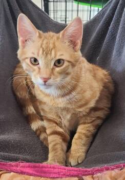 Domestic Short Hair Cats Available for Adoption in Portland, Indiana - Chance | PetCurious