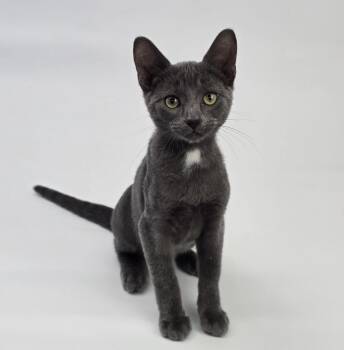 Clank -  Domestic Short Hair Cat for Adoption in Sedalia, Colorado - Clank | PetCurious