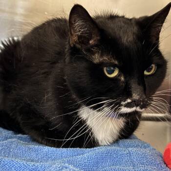 Rescue Domestic Short Hair Cats for Adoption in Palm Springs, California - Coopie | PetCurious