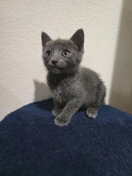 Domestic Short Hair and Russian Blue Cats Available for Adoption in San Jose, California - Baby Gretel Bonded W/ Baby Jack | PetCurious