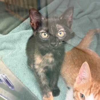 Brandy -  Domestic Short Hair Cat for Adoption in New Fairfield, Connecticut - Brandy | PetCurious