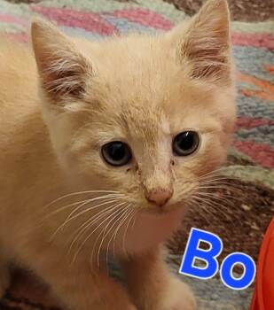 Rescue Domestic Short Hair Cats for Adoption in New Bern, North Carolina - BO NIX Kitten | PetCurious