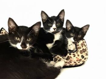 Domestic Short Hair Cats Available for Adoption - ISABELLA | PetCurious