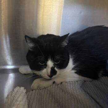 Lucky -  Domestic Short Hair Cat for Adoption in Washington, Utah - Lucky | PetCurious