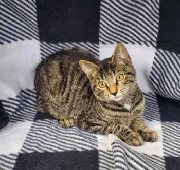7098 (Cookie) -  Domestic Short Hair Cat for Adoption in Lake City, Michigan - 7098 (Cookie) | PetCurious