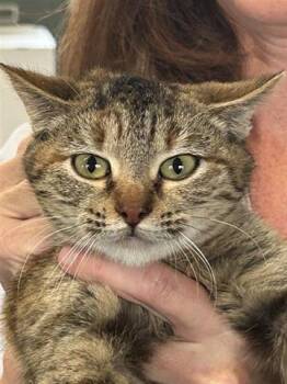 Domestic Short Hair Cats Available for Adoption - A650471 | PetCurious