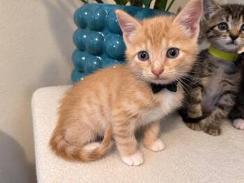 Miklo MoonShine -  Tabby and Domestic Short Hair Cat for Adoption in Friendswood, Texas - Miklo MoonShine | PetCurious