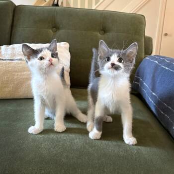 Harvey & Harriet -  Domestic Short Hair Cat for Adoption - Harvey & Harriet | PetCurious