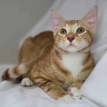 Rescue Domestic Short Hair Cats for Adoption in Yucca Valley, California - Hamlin | PetCurious