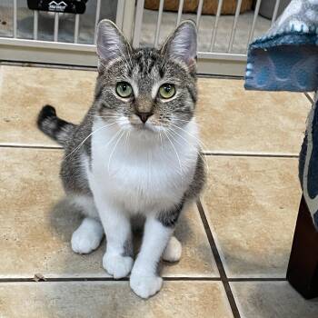 Rescue Domestic Short Hair Cats for Adoption in Hamilton Township, New Jersey - CANDI | PetCurious