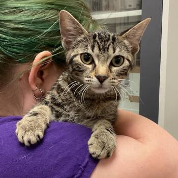 Butters -  Domestic Short Hair Cat for Adoption in Monroe, Louisiana - Butters | PetCurious