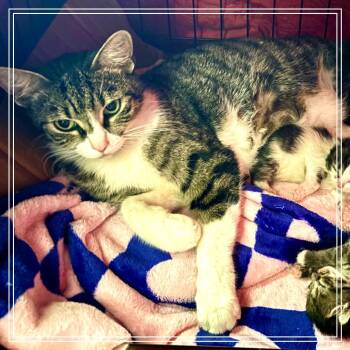 Juliet -  Domestic Short Hair Cat for Adoption in Monroe, Michigan - Juliet | PetCurious