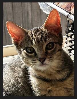 Rescue Tabby Cats for Adoption in Littleton, Colorado - Mr. Wolfman | PetCurious
