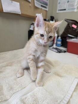 Toast -  Domestic Short Hair Cat for Adoption in Fishers, Indiana - Toast | PetCurious
