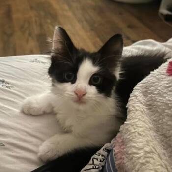 Lucy -  Domestic Long Hair and Maine Coon Cat for Adoption in Mastic, New York - Lucy | PetCurious