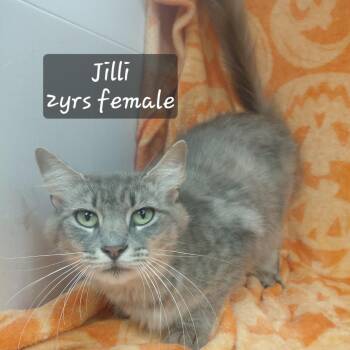 Jilli -  Domestic Medium Hair Cat for Adoption in New Tazewell, Tennessee - Jilli | PetCurious