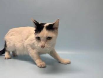 Princessa -  Domestic Short Hair Cat for Adoption in Golden Valley, Minnesota - Princessa | PetCurious