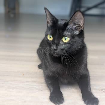 Jasmine Hoglund -  Domestic Short Hair Cat for Adoption in Eagle Mountain, Utah - Jasmine Hoglund | PetCurious