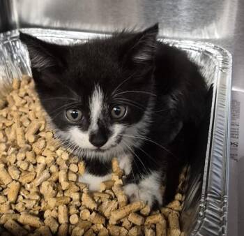 Sf-27c -  Domestic Short Hair Cat for Adoption in Lawrenceville, Georgia - Sf-27c | PetCurious