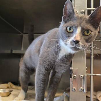 Tom -  Domestic Short Hair Cat for Adoption in Bristol, Indiana - Tom | PetCurious