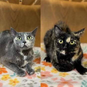 Corinne -  Domestic Short Hair Cat for Adoption in Fargo, North Dakota - Corinne | PetCurious