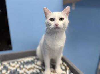 WHITEY -  Domestic Short Hair Cat for Adoption in Ames, Iowa - WHITEY | PetCurious