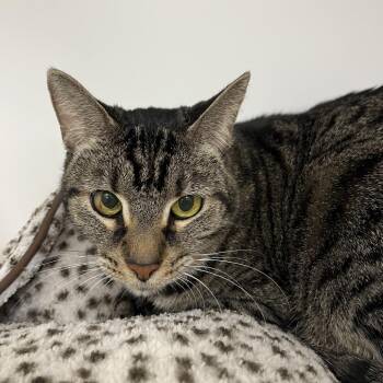 Mia -  Domestic Short Hair Cat for Adoption in West Palm Beach, Florida - Mia | PetCurious