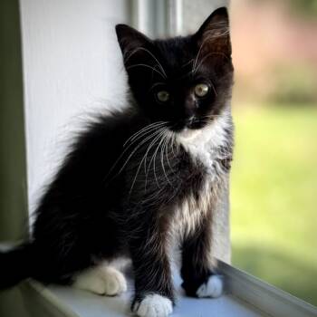 Rescue Domestic Long Hair Cats for Adoption in North Port, Florida - Reese | PetCurious