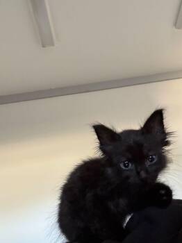 Kato -  Domestic Short Hair Cat for Adoption in Metter, Georgia - Kato | PetCurious