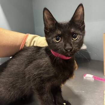 Goose -  Domestic Short Hair Cat for Adoption in Chattanooga, Tennessee - Goose | PetCurious