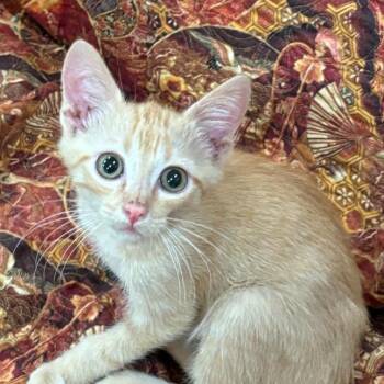 Cloudy -  Domestic Short Hair Cat for Adoption in Kerrville, Texas - Cloudy | PetCurious