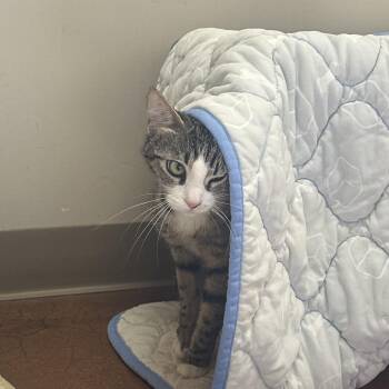 Domestic Short Hair Cats Available for Adoption in Goleta, California - Lemy | PetCurious