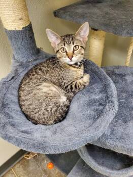 Rescue American Shorthair and Tabby Cats for Adoption in Bartlesville, Oklahoma - Pax | PetCurious